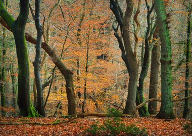 Autumn Forest In The Nethe