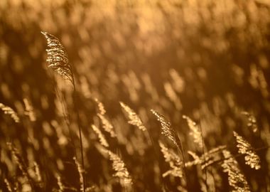 Phragmites Plant At The Su