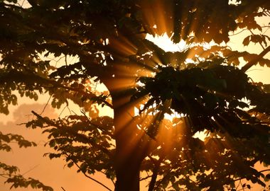 Sunbeams In TreeS Foliage