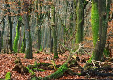 Autumn Forest In The Nethe