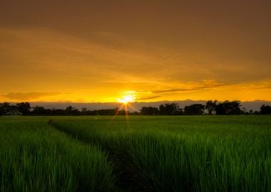 Asian Rice Field At Sunset