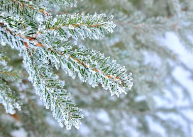 Pine Tree Covered With Fro