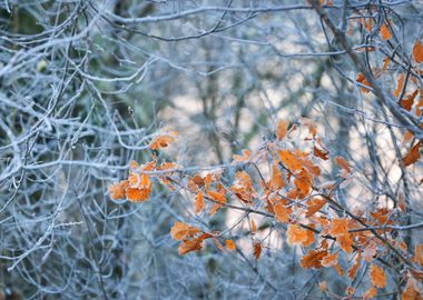 Frozen Winter Trees With T