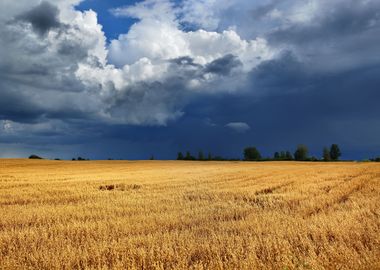 Cereal Field Against Dark