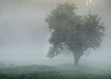 Mystical Tree Silhouette I