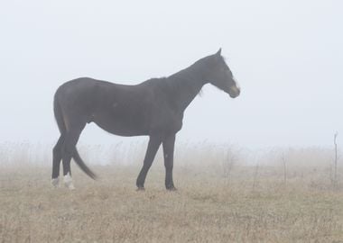 Horse In Fog