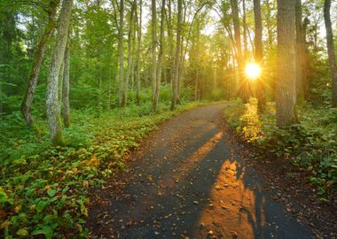 A Road In The Morning Fore