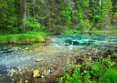 Forest Spring At The Begin