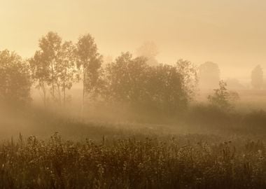 Rural Field Covered With M