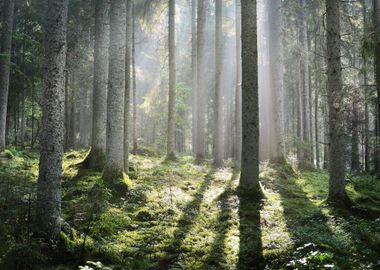 Sun Rays In A Fog In The F