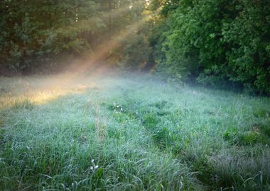 Morning Sunbeams In Fog In