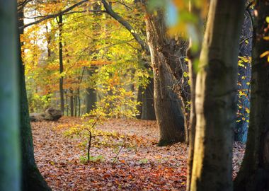 Autumn Forest Nachtegalenp