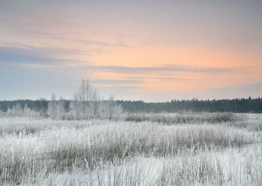 Winter Landscape With Hoar