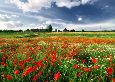 A Poppy Field And A Countr