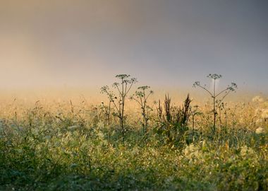 Grass On The Field In Fog