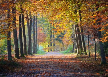 Autumn Forest Nachtegalenp