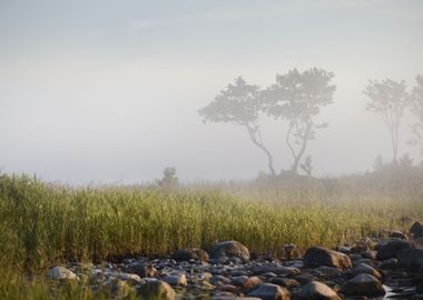 Trees In The Fog