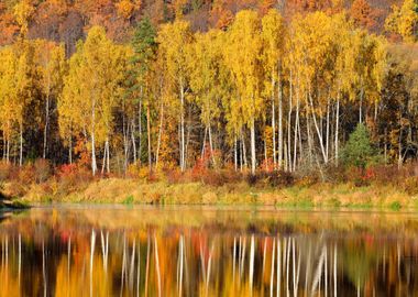 Autumn River Gauja In Sigu