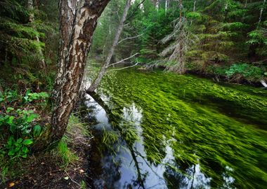 Forest Spring At The Begin