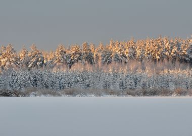 Winter Wonderland In Snow