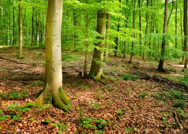 A Beech Tree Forest In Ger