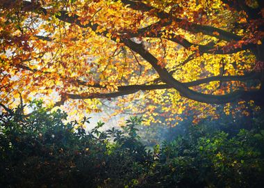 Autumn Forest Nachtegalenp