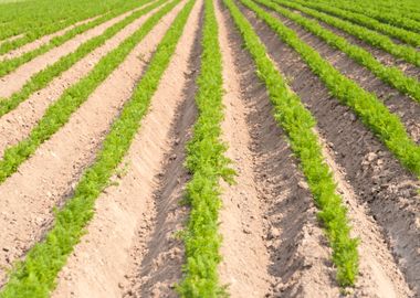 Agricultural Landscape In