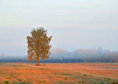 Lonely Tree In The Field D