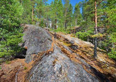 Forest On Granite Rocks An