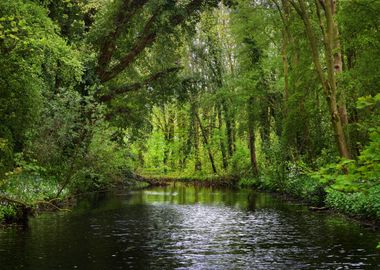 Forest River In Stochemhoe