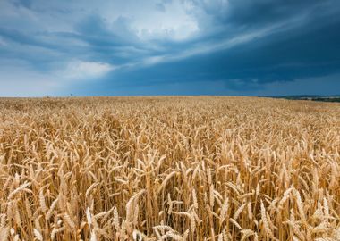 Stormy Sky Over Field