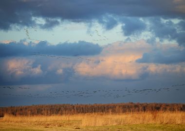 Wild Ducks Over The Field