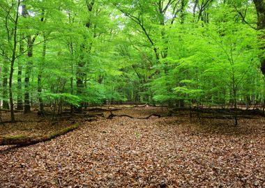 Spring Forest In The Nethe