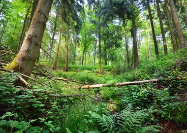 A Beech Tree Forest In Ger