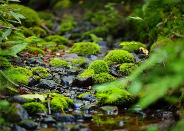 Small Forest River A Sprin