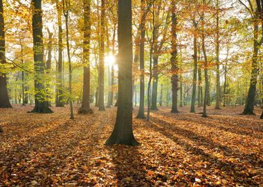 Autumn Forest Nachtegalenp