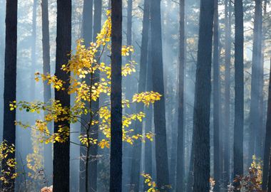 Colorful Lonely Tree In Th