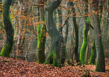 Autumn Forest In The Nethe