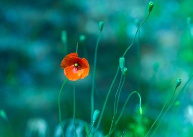 Poppy Flowers With Blue Mo