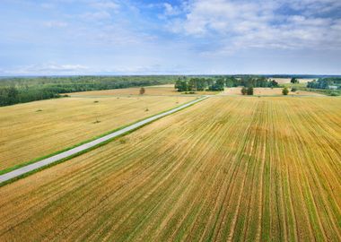 Cereal Field In Latvia