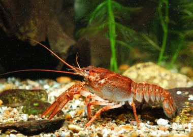 NarrowClawed Crayfish Asta