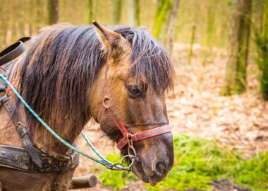 Horse In Harness Animal P