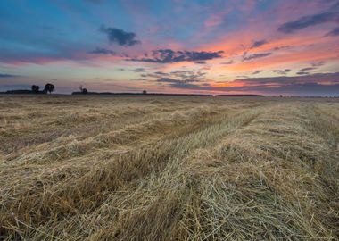 Stubble Field Landscape