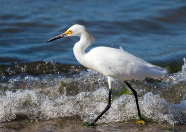 Snowy Egret