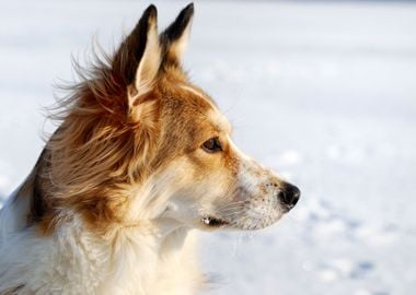 Cute Young Dog On Snow