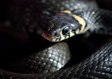 Grass Snake CloseUp