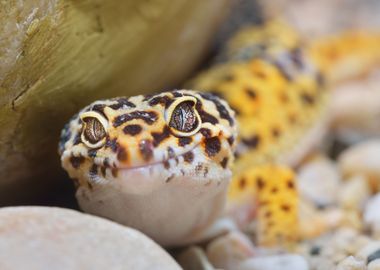 Leopard Gecko Eublepharis