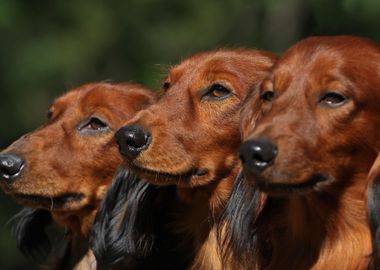 Tree Dogs In Line