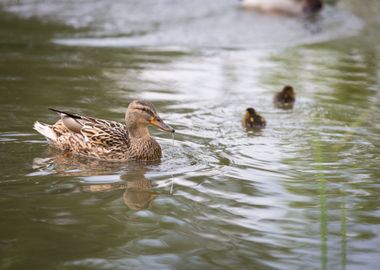 Mallard Ducks Swimming