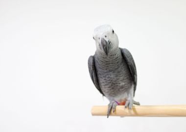 African Grey Parrot